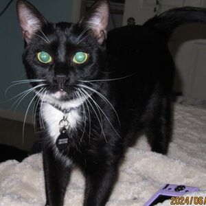 I’m Ashe. I love my kitties and my one and only brother whom I am so proud of!